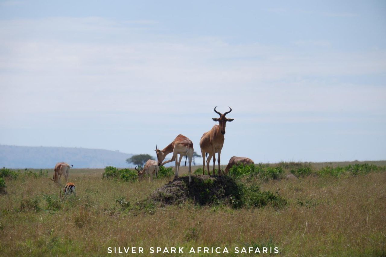 7 Days Maasai Mara L Naivasha Mt Longonot Elementaita Amboseli