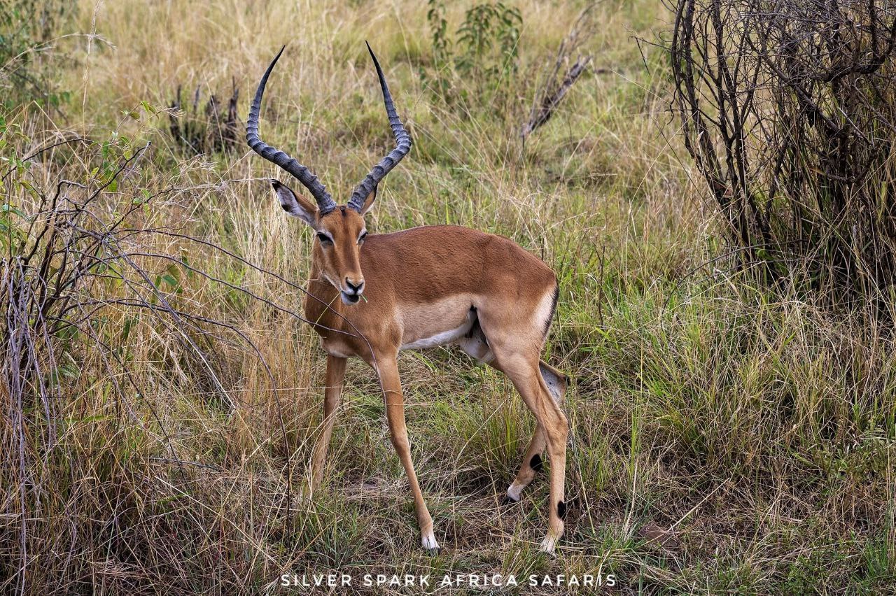 Day Samburu Aberdare Ol Pejeta Conservancy Nakuru National Park