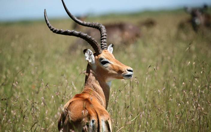 Masai_Mara_National_Reserve_052