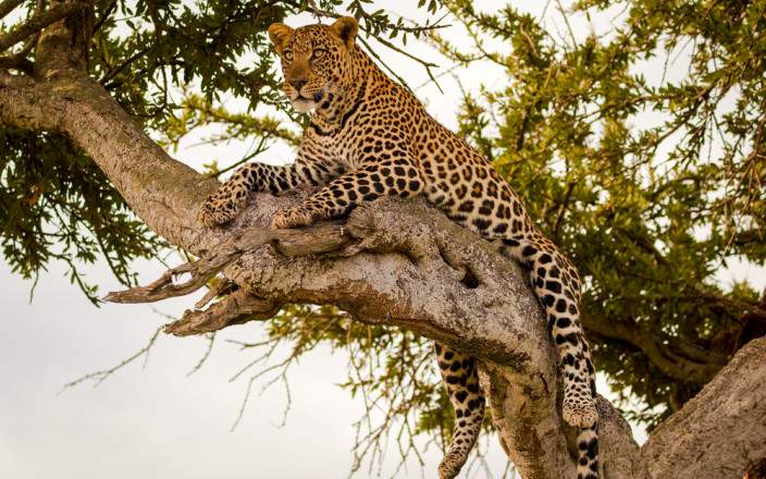 Masai_Mara_National_Reserve_115