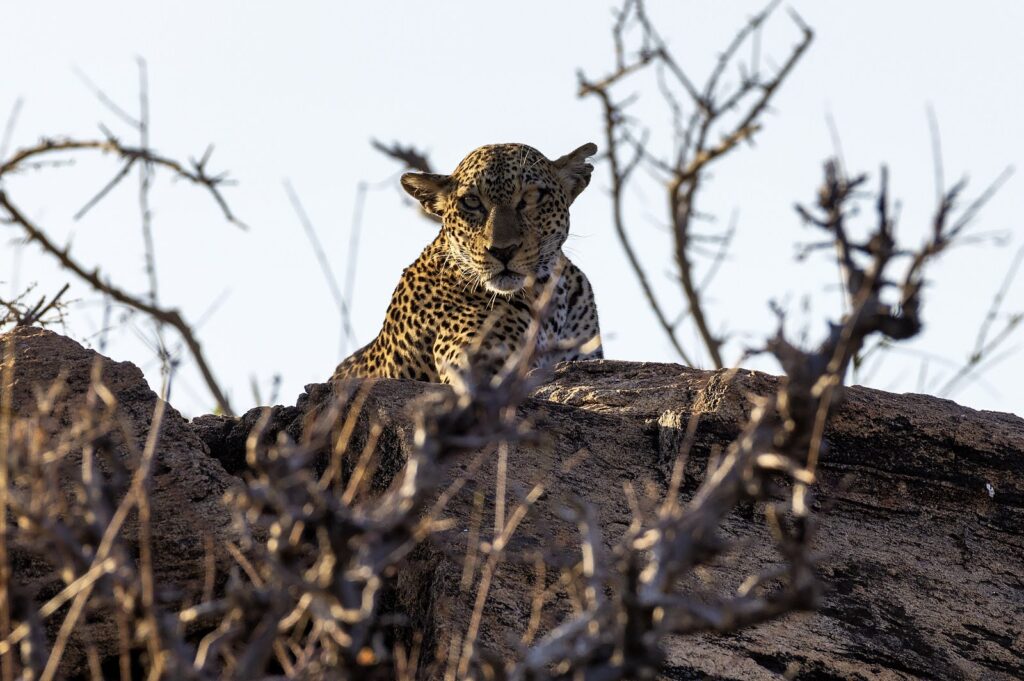 Leopard Samburu