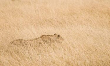 Oryx Gazella in Samburu National Park
