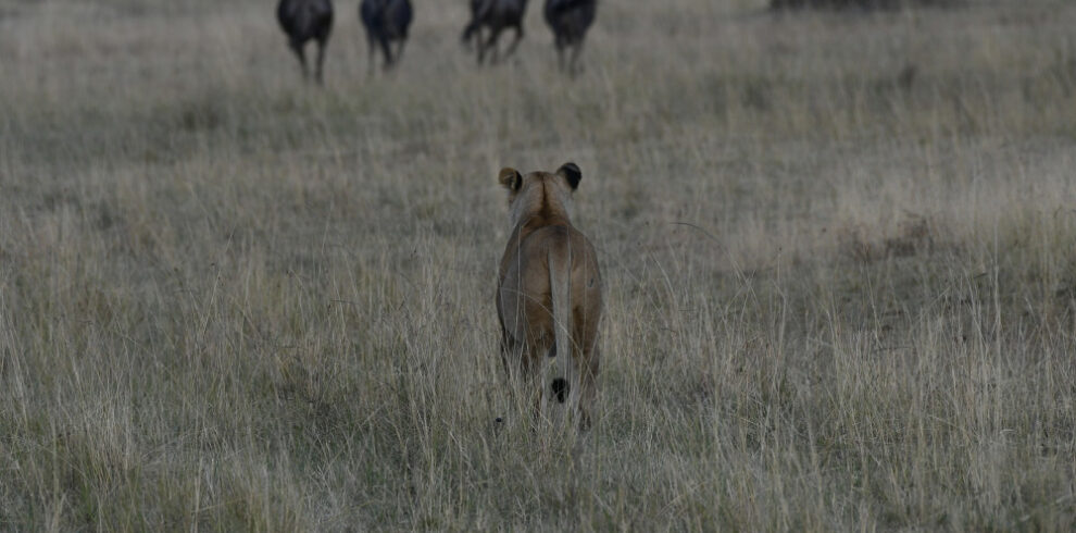 Mara lion chasing Wildebeest