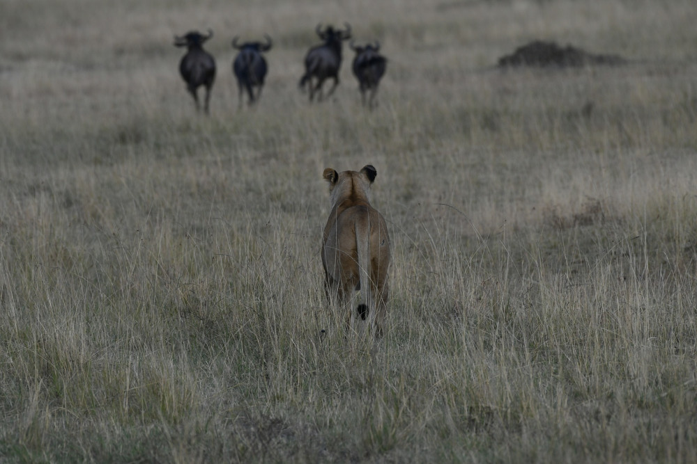Mara lion chasing Wildebeest
