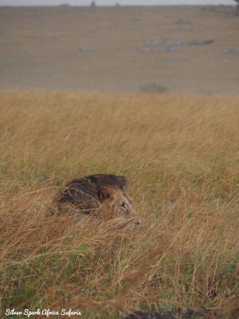 Maasai Mara National