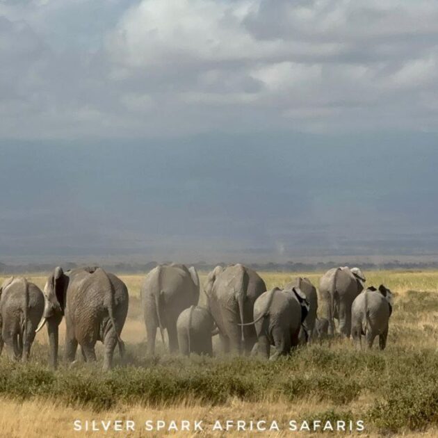 africa safaris adventure limited