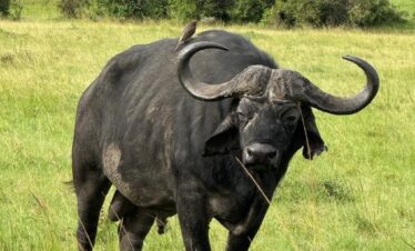 Buffalo in Maasai Mara National Reserve