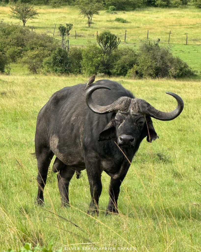 Buffalo in Maasai Mara National Reserve