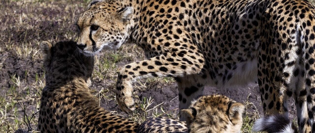 Cheetah at their group in Samburu National Park after a big catch.