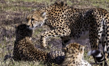 Cheetah at their group in Samburu National Park after a big catch.