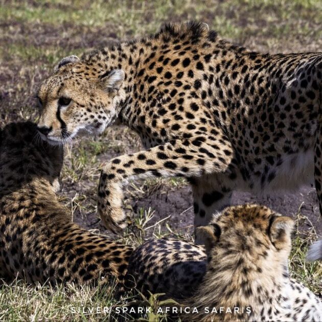 Cheetah at their group in Samburu National Park after a big catch.