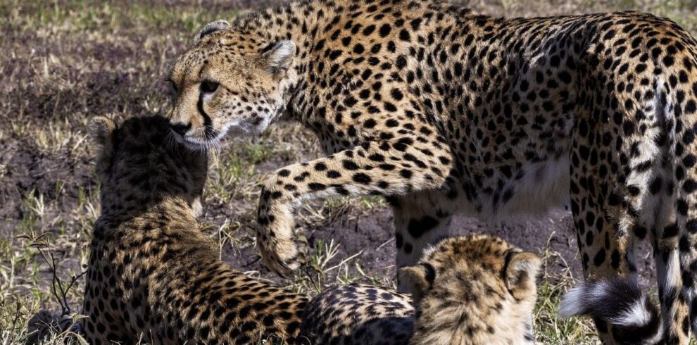 Cheetah at their group in Samburu National Park after a big catch.