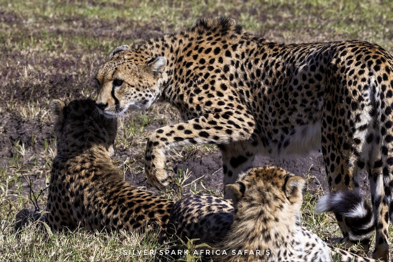 Cheetah at their group in Samburu National Park after a big catch.