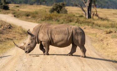 Rhino at lake Nakuru National Park