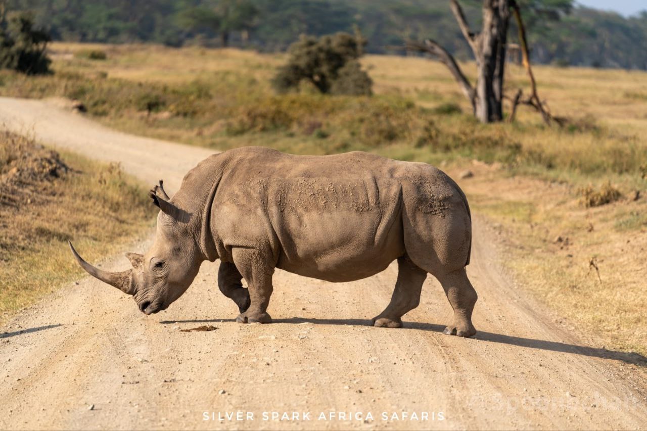 Rhino at lake Nakuru National Park