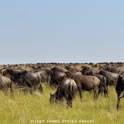 6-Day Best of Kenya Lake Nakuru & Maasai Mara Reserve